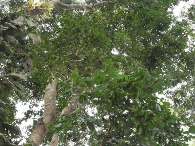 Le bubinga : un bois pr�cieux d'Afrique entre beaut�, tradition et protection