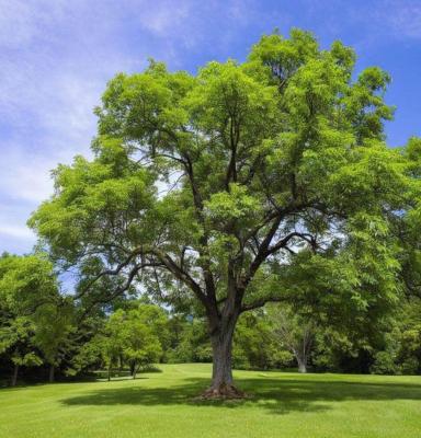 Le noyer d'Am�rique : un bois noble aux nuances profondes