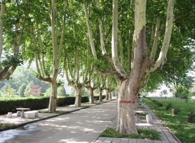 Le platane : un g�ant de nos paysages au bois �tonnamment m�connu