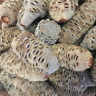 Noix de Banksia très grande